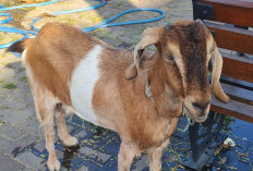 Kambing Diikat di Pagar Rumah Mendadak Hilang, Polisi Amankan Pria di Manding