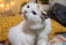 Overpopulasi Kucing di Permukiman Kian Mengkhawatirkan, Pemilik Diminta Lebih Bertanggungjawab