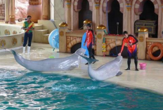 Liburan Ceria di Hari Anak Nasional Menikmati Promo Masuk Gratis di Ancol