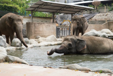 Lonjakan Wisatawan di GL Zoo Jogja, Zona Cakar dan Edukasi Jadi Daya Tarik