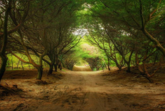 Rekomendasi Pantai Ramah Keluarga Paling Strategis dari Stasiun Tugu Yogyakarta, Simak Referensi Lengkapnya