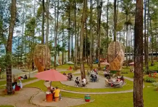 Daftar Destinasi Hutan Pinus Terpopuler di Trawas untuk Liburan Keluarga