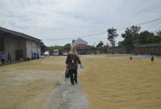 Cabai dan Beras Pesisir Kulon Progo Disiapkan Dukung Stabilitas Harga Pangan di Kota Yogyakarta