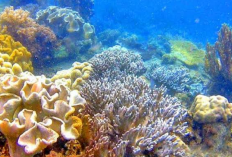 Menelusuri Ketenangan Jiwa dan Terumbu Karang Eksotis di Pulau Miang Kutai Timur