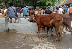 Jelang Iduladha 2026, Harga Sapi di Sleman Naik hingga Rp1 Juta per Ekor