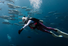 Destinasi Wisata Wakatobi Paling Wajib Dikunjungi, Surga Bawah Laut di Terumbu Karang Dunia