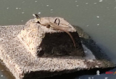 Biawak Sering Muncul di Bendungan Sapon, Bisa Jadi Saingan Pemancing Berburu Ikan