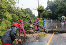 Angin Kencang Robohkan Puluhan Pohon di Sleman, Akses Pakem–Turi Sempat Terputus