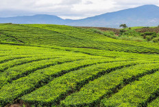 Hamparan Hijau yang Luas, Simak 5 Daftar Wisata Kebun Teh Seru di Indonesia dengan Visual Memukau