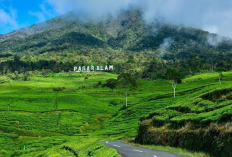 Tips Lokasi Bermalam di Pagaralam Menikmati Pemandangan Gunung Hingga Kebun Teh