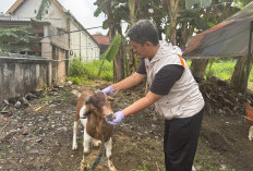 DPP Kota Yogya Sidak Pasar Hewan Kurban, Ribuan Domba dan Sapi Lolos Pemeriksaan