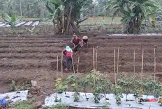 Hujan Deras Guyur Lereng Merapi, Petani Kepuharjo Kembali Tanam Jagung dan Kacang Tanah