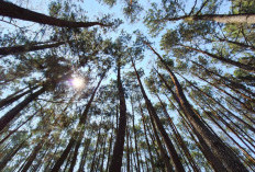 Hutan Pinus Mangunan Tetap Jadi Primadona Libur Sekolah, Wisatawan Andalkan Akses Mudah dan Spot Foto Menarik