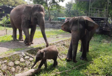 Info Lengkap Jam Operasional, Paket Buka Puasa, dan Promo Tiket Wisata Ramadan 2026 di Gembira Loka Zoo