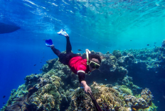 Menikmati Keindahan dan Kejernihan Kristal di Taman Laut Menjangan Bali, Simak Informasi Selengkapnya Berikut