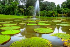 Pesona Alam dan Edukasi ke Kebun Raya Bogor di Awal Tahun 2026, Berikut Informasi Selengkapnya