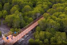 Wisata Mangrove Banyuwangi Cocok Dijadikan Tempat Menjelajahi Lorong Hijau Eksotis 
