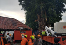 Pohon Beringin Berusia 500 Tahun Tumbang di Kompleks Masjid Gedhe Mataram Kotagede