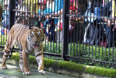 Harga Tiket Masuk Kebun Binatang Surabaya (KBS) Terbaru Beserta Tarif Wahana Permainannya