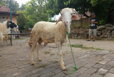 Sengaja Sediakan Domba Ekonomis, Kandang Wedus Mas JuwanBuka Peluang Kurban Untuk Semua Kalangan