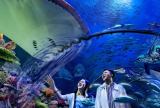 Rayakan HUT Jakarta ke-499, Nikmati Promo Tiket Masuk Sea World Ancol yang Menggiurkan