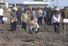 Laznas BMH dan Baitul Wakaf Resmikan Program Pertanian Pisang Cavendish di Sleman