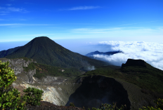 Pesona Alam Menikmati Keajaiban Taman Nasional Gunung Gede Pangrango, Simak Ulasan Selengkapnya
