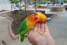 Lonjakan Pengunjung dan Koleksi Baru Palembang Bird Park, Cek Ulasan Lengkapnya Disini