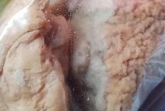 Viral di Media Sosial, Menu MBG Tahu Bakso Berbelatung Bikin Resah Wali Murid  Cikakak Brebes