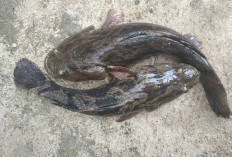 Ikan Belosoh, Penghuni Asli Sungai Progo yang Kian Langka, Warga  Ingin Populasinya Kembali