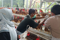 Yogyakarta Bebas Rabies dan PMK, Vaksinasi Hewan Gratis Berlanjut 2026