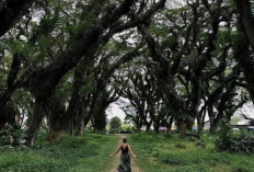 Menikmati Keajaiban Hutan Ala Negeri Dongeng, ini Beragam Aktivitas Seru di De Djawatan Banyuwangi