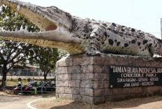 Lagi Hits! Ini Panduan Lengkap Wisata Taman Buaya Indonesia Jaya Bekasi: Tiket, Jam Buka & Daya Tariknya