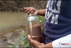 Suaka Perikanan di Bantul Mulai Jadi Atraksi Wisata, Warga Bisa Beri Makan Ikan di Sungai