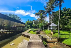 Menjelajahi Kuntum Farmfield Bogor Sebagai Destinasi Agrowisata Edukatif Favorit Keluarga Tahun 2026