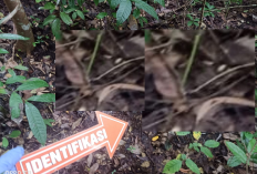 Kerangka Manusia Ditemukan di Gunung Tugel Kulon Progo, Diduga Warga yang Hilang Sejak Desember