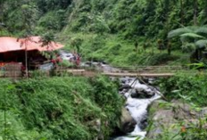 Surga di Kaki Gunung Ijen dengan Keindahan Hijau dan Air Terjun Eksotis di Perkebunan Kalibendo