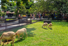 Berwisata Edukasi ke Kuntum Farmfield Bogor, Wisatawab Bisa Menanam Benih di Alam Terbuka