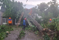 Hujan Lebat Picu Pohon Tumbang di Purbayan, Teras Rumah Rusak dan Kerugian Capai Rp15 Juta
