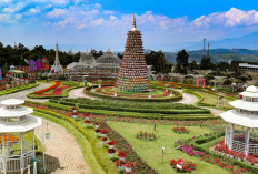 Pesona Berwisata Warna-Warni di Ungaran ke Taman Bunga Celosia Bandungan
