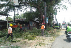 Hujan Lebat dan Angin Kencang Landa DIY, Pohon Tumbang hingga Rumah Rusak di Bantul dan Kota Jogja