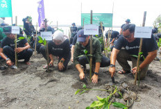Frekuensi Abrasi Meningkat, Amartha dan Relawan Gen Z Hijaukan Pantai Baros