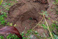 Sinkhole Diameter 5 Meter Menganga di Popohan Kalibawang, Warga Khawatir Permukiman Terancam