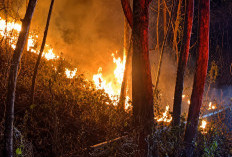 Kebakaran Lahan Di Gunungkidul Capai 49 Kejadian, Damkarmat Latih Warga