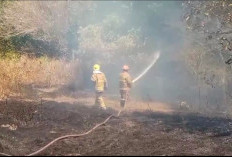 Hutan Ilalang Terbakar di Sembung Gamping, Berhasil Dipadamkan Damkar Sleman