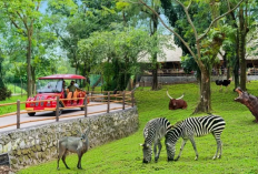 Petualangan Seru di Solo Safari, Berikut Informasi Lengkap Wisata Satwa Modern Mulai dari Promo Tiket Gratis A