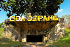 Daftar Destinasi dan Aktivitas Unggulan di Taman Nasional Baluran Paling Memikat, Berikut Informasi Lengkapnya