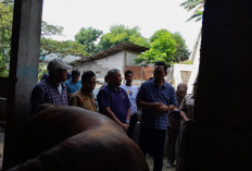 Penjualan Hewan Kurban di Yogyakarta Diprediksi Turun, Sapi Madura dan Limosin Masih Jadi Favorit