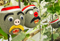 Unik! Petani Muda Sleman Hias Puluhan Melon dengan Karakter Lucu Merah Putih