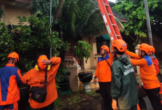 Awal 2026, Cuaca Ekstrem Sudah Picu Pohon Tumbang di Yogyakarta